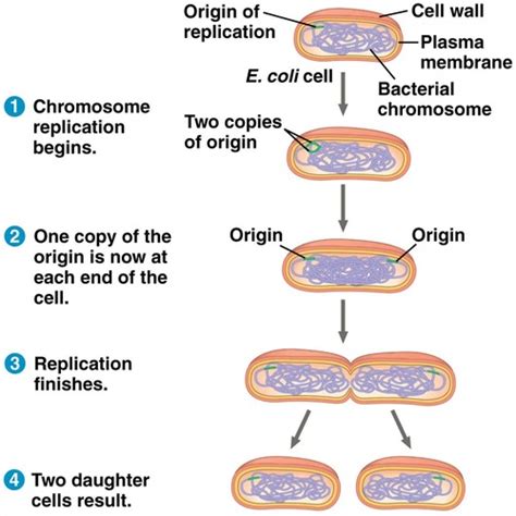 Chapter 12 The Cell Cycle And Mitosis Flashcards Quizlet