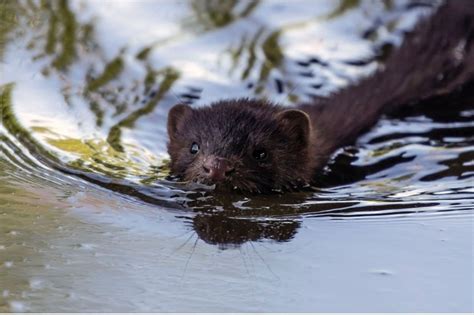 American Mink Guide How To Identify Where They Came From And Other