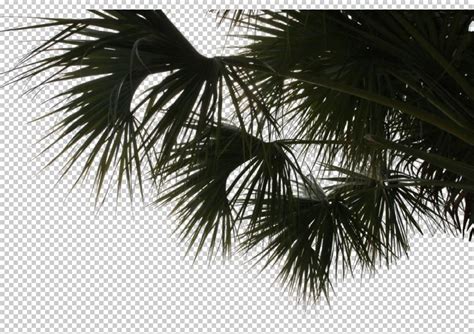 View From By Gobotree Including Cutout Plants Palm Tree Photoshop