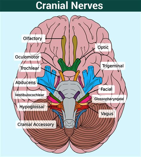 Anatomy Of The Cranial Nerves Typeslocation And Its Functions Porn