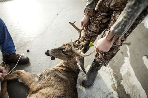 Hunters Still Can T Use Semiautomatic Rifles For Deer Bear Elk And