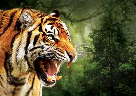 Angry Tiger Face ~ Animal Photos ~ Creative Market