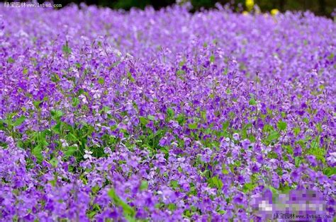 二月兰 早春花海观赏彩色蓝色紫色植物 春季低温开放 开花时间长 粗放种植 花卉百科 绿宝园林网