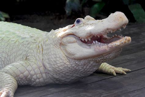 Albino Alligator Animals Pinterest