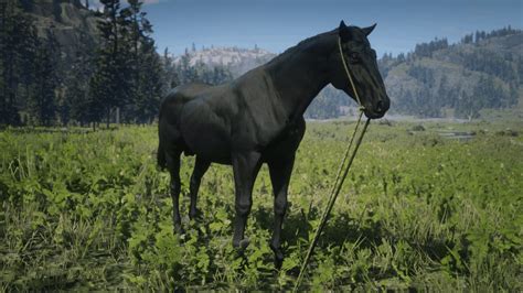 Where Is The American Standardbred In Rdr2