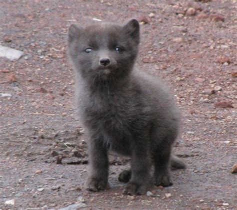 Baby Blue Arctic Fox