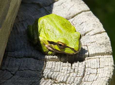 Little Green Frog Desktop Wallpaper