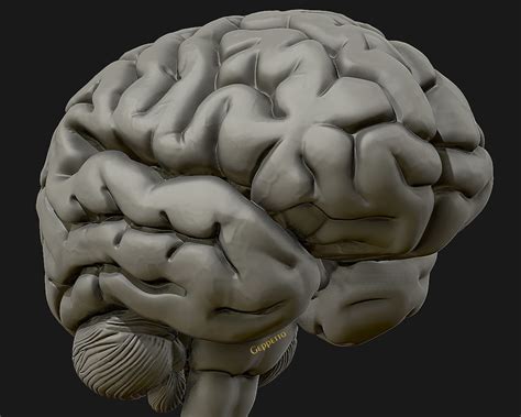 Human Brain 3d Model Ready To 3d Print 3d Model 3d Printable Cgtrader