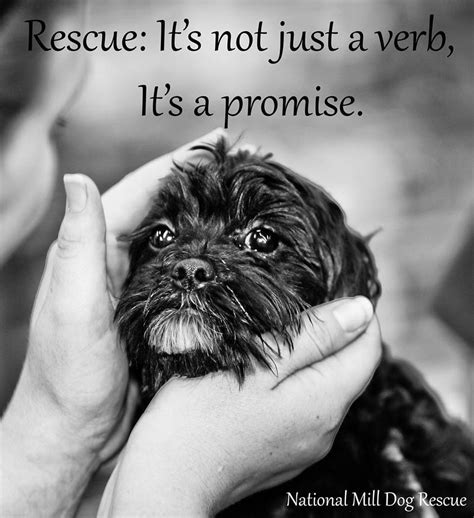 Quotes About Rescue Dogs 46 Quotes