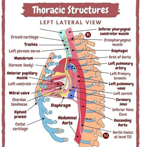 Thoracic Structures From Left Lateral View Medizzy