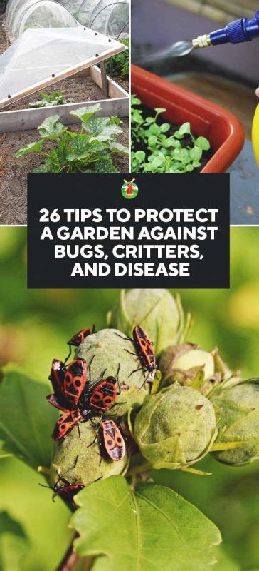 26 Tips To Protect Your Garden Against Bugs Critters And Disease