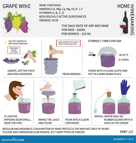 Home Wine Making Wine From Grapes Infographics Stock Illustration