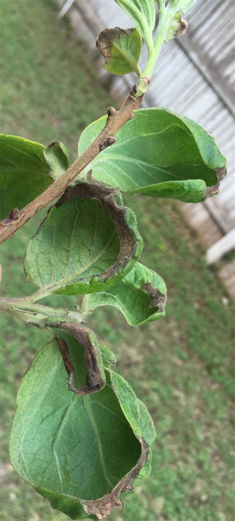 Persimmon Tree Leaves Turning Black Gardening And Landscaping Stack