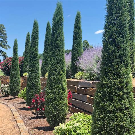 Juniperus Virginiana Taylor Eastern Red Cedar Siteone