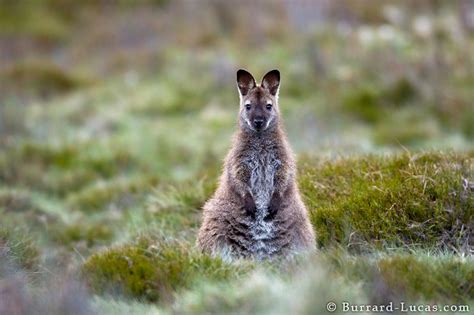 Wallaby Tasmania Burrard Lucas Photography