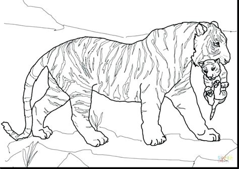 Free Tiger Coloring Pages At Getdrawings Free Download
