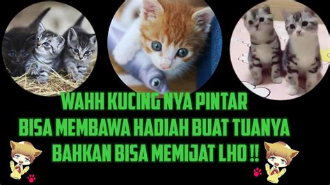 Ini memang sangat menyedihkan jika kamu melihat hewan peliharaan kamu akan mati, jadikan alasan kamu yang kuat untuk mulai mempersiapkan tempat yang aman serta nyaman untuk kucing kamu. Tanda kucing sayang sama kita - YouTube