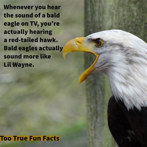 Bald Eagles Love To Rap Too True Fun Fact Is Your Pinterest Home For Fun Fact Parody Comedy In