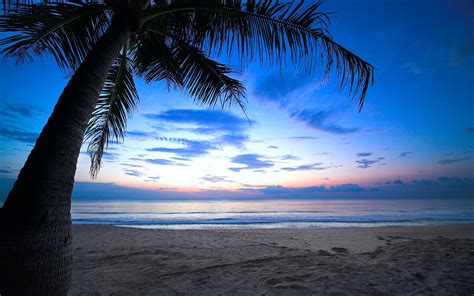 45 Blue Palm Tree Sunset Wallpapers Download At Wallpaperbro