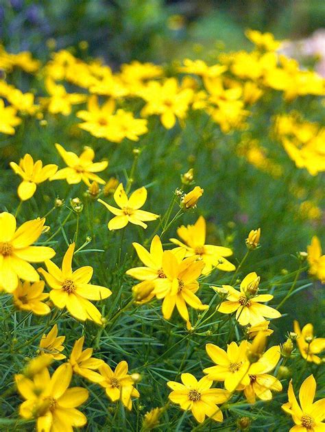 Small Yellow Threadleaf Coreopsis 1c32f122 Flowers Perennials Small