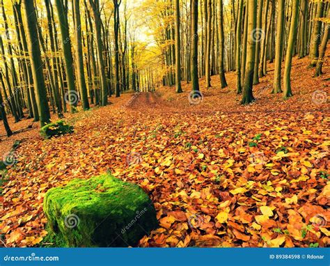 Fall Season Sun Through Trees On Path In Golden Forest Stock Photo