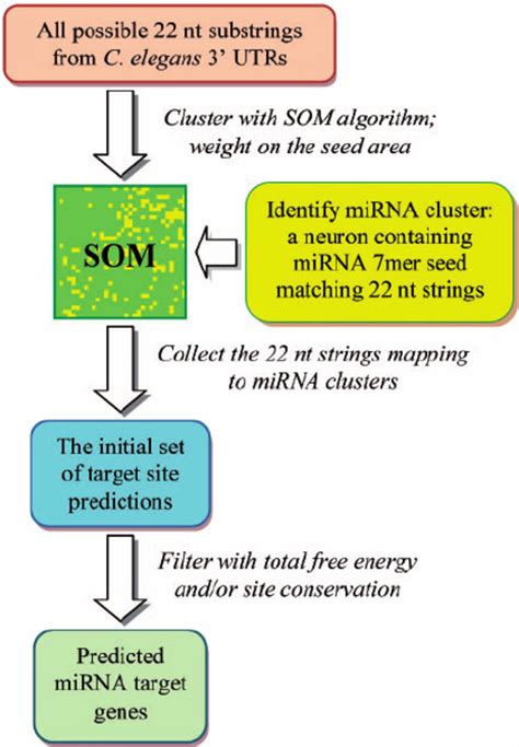Flow Chart For The Mirna Target Prediction Using Mirsom Download