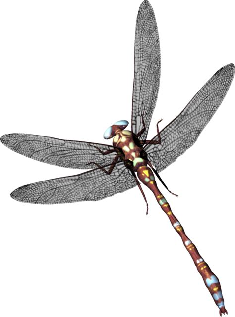 Dragonfly Png Image Purepng Free Transparent Cc0 Png