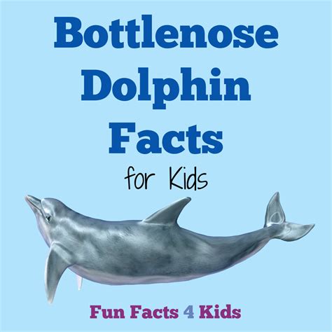 Bottlenose Dolphin Facts For Kids Fun Facts 4 Kids