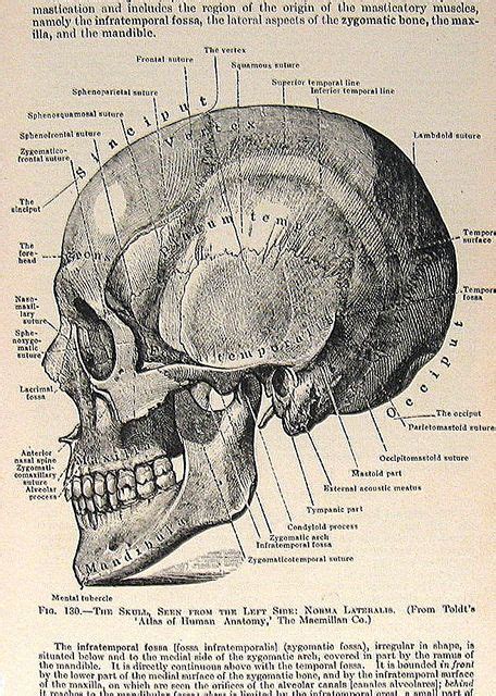 Picture Of Good Health Human Head Anatomy Four Way Fold Out Anatomical
