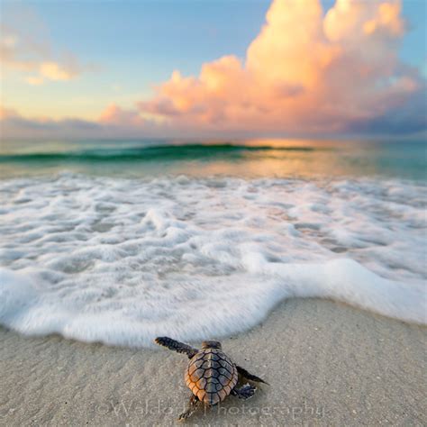 Sea Turtle Beach Scenes My Xxx Hot Girl