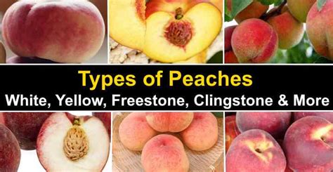 Types Of Peaches Complete List And Guide 2023 Northern Nester Atelier