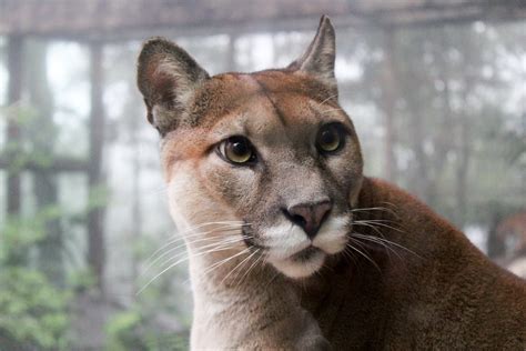 Eastern Puma Officially Declared Extinct Vegan Fta