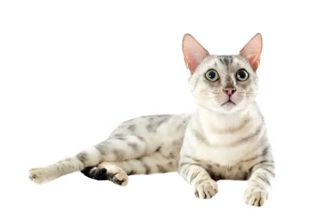 Owning A Snow Bengal Cat Everything You Need To Know Bengal Cat Care