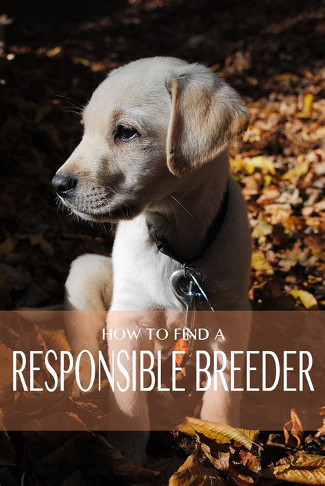 Labrador Retriever Breeders How To Find A Good One