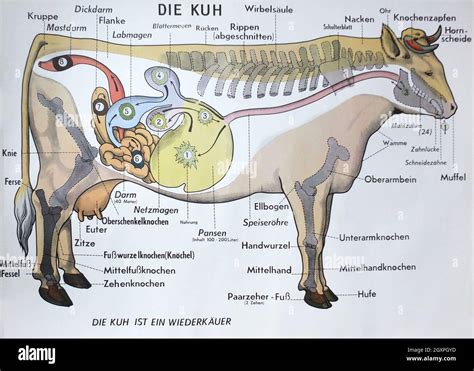 Top 164 Animal Internal Body Parts