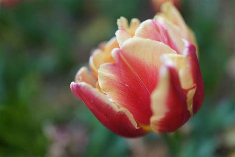 Fondos De Pantalla Japón Sony Flor Tokio Rx1r Jp Tulipán Flora