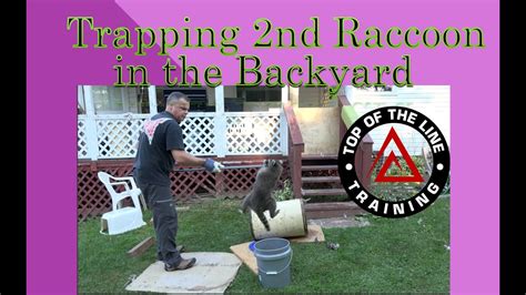 Raccoon in backyard at night. Trapping a Second Raccoon in the Backyard - YouTube
