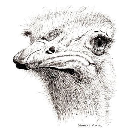 How To Draw An Ostrich Portrait In Pen And Ink