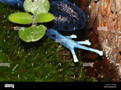 Frog Leg French Hi Res Stock Photography And Images Alamy