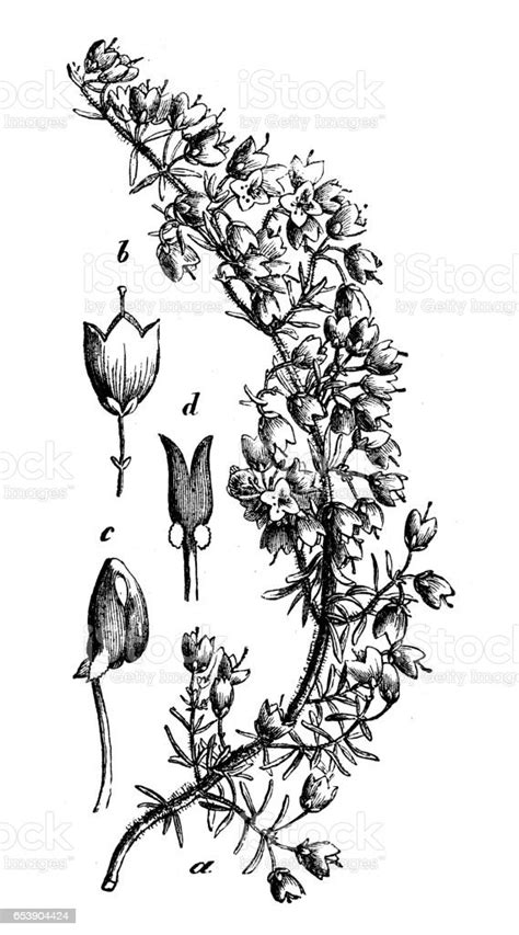 Botanik Pflanzen Antik Gravur Abbildung Erica Arborea Stock Vektor Art