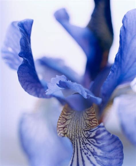 Premium Photo Close Up Of Iris Flower