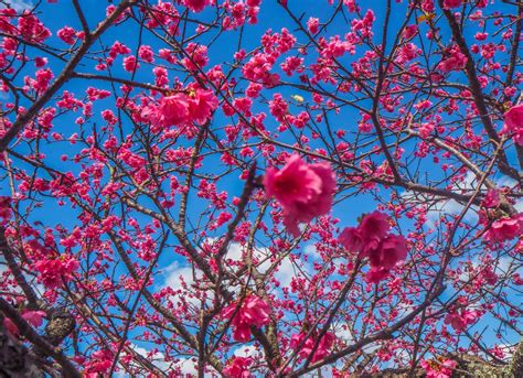 Voir La Floraison Des Cerisiers Okinawa Au Japon Le Festival Du Ch Teau De Nakijin