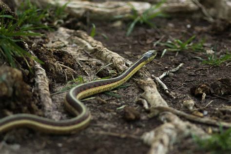 How To Get Rid Of Garter Snakes In Garden Garden Likes