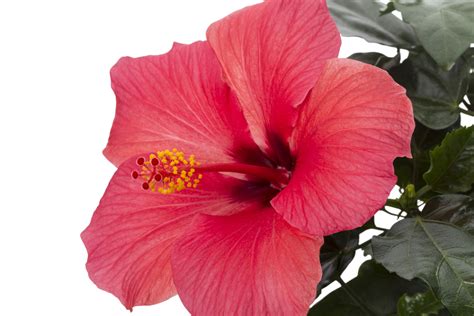 1 obelisco flor products found. ¿Conoces los beneficios de la flor de hibisco para la salud? - VIX