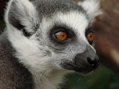 Funny Lemur In Madagascar Free Image Download