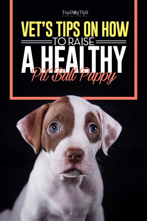 Nurturing your pitbull puppy download article. Vet's Tips on How to Raise a Pit Bull Puppy Healthily