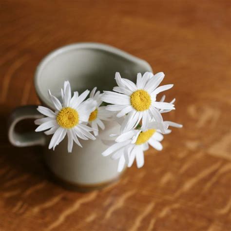 How To Dry Daisies Pressed Flowers Gerbera Daisy Flower