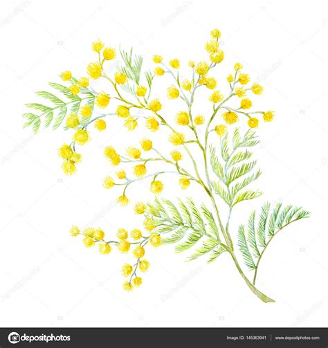 Watercolor Mimosa Flowers — Stock Photo © Zeninaasya 145363941