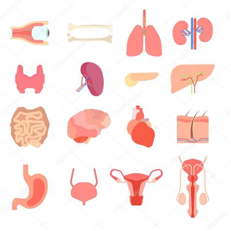 Set Cartoon Internal Human Organs Human Liver Medicine Anatomy Organs