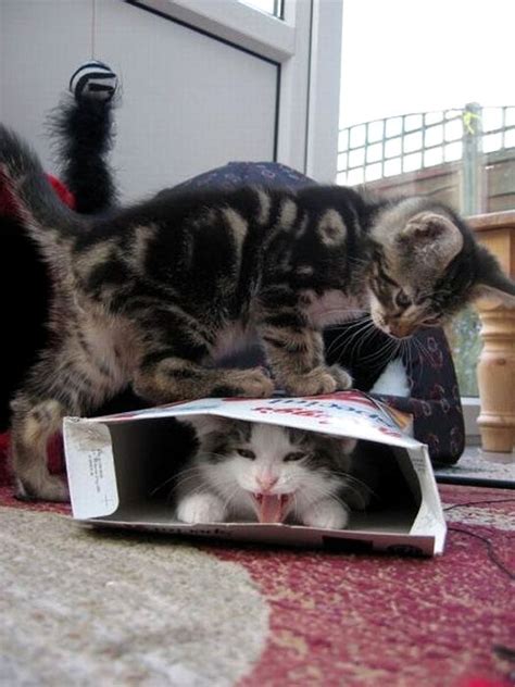 Create Meme Cat In Box Cat Maru Cat Pictures Meme